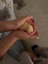 Petauro dello zucchero