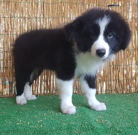 Border Collie con pedigree