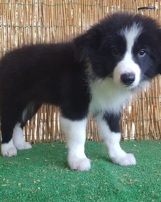 Border Collie con pedigree