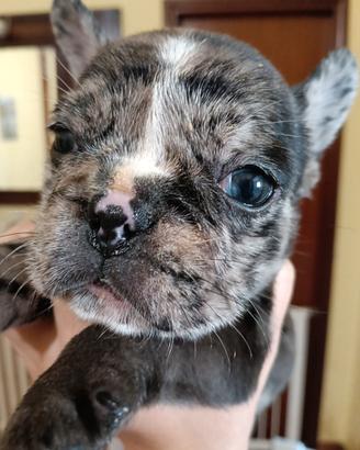 Bulldog francese esotico