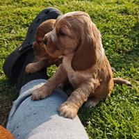 Cocker Spaniel Inglese