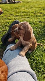 Cocker Spaniel Inglese