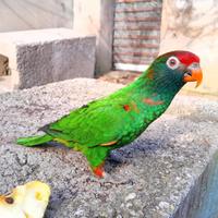 Pappagallo domestico