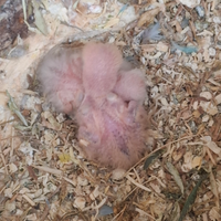 Pulli di inseparabili