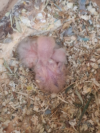 Pulli di inseparabili