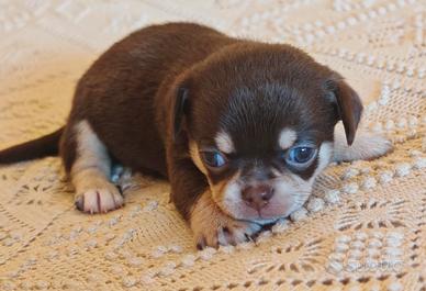 Chihuahua maschio