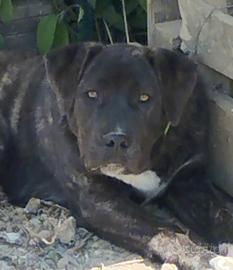 Cuccioli cane corso con pedigree