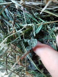 Fieno per animali