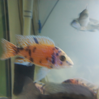 Ciclide aulonocara Calico red