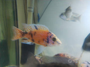 Ciclide aulonocara Calico red