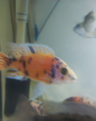 Ciclide aulonocara Calico red