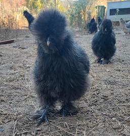 Gallina moroseta