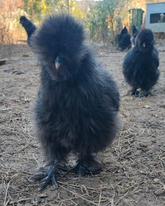 Gallina moroseta