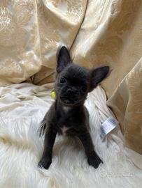Chihuahua PL blu