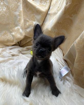 Chihuahua PL blu