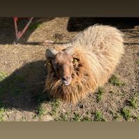 Disponibile Montone d'Ouessant