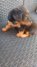 Cucciolo maschio pincher