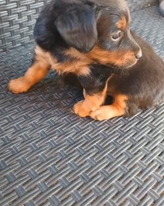 Cucciolo maschio pincher
