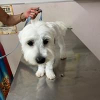Maltese toy maschio