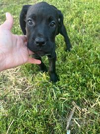 Cucciolo cane Corso
