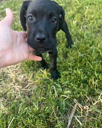 Cucciolo cane Corso