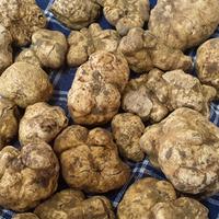 Cucciolo Lagotto romagnolo