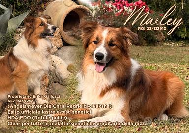 Border collie