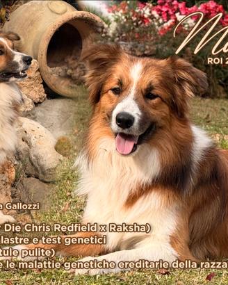 Border collie