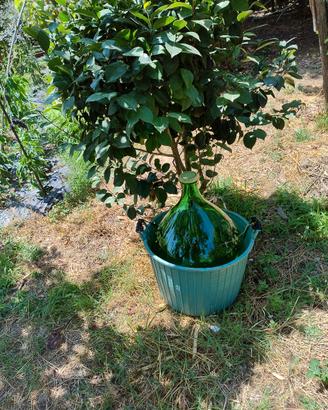 damigiane di 54 litri 10€ cadauno 