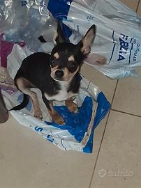 chihuahua nera e bianca 