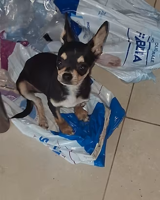 chihuahua nera e bianca 