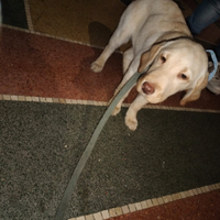 Labrador Retriever Miele