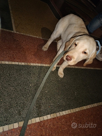 Labrador Retriever Miele