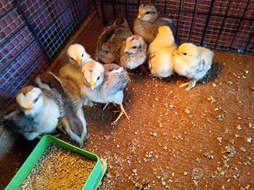 Galline ornamentali, oche, fagiani, quaglie, natre