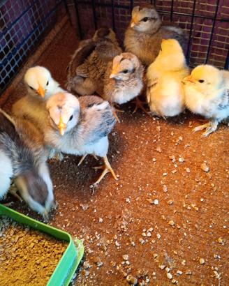 Galline ornamentali, oche, fagiani, quaglie, natre