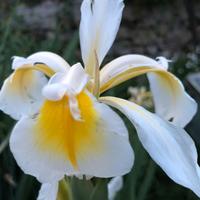 Iris fiore bianco