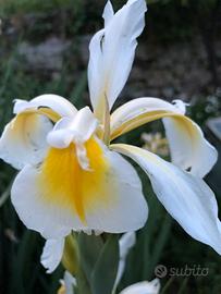 Iris fiore bianco