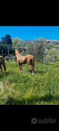 Cavallo
