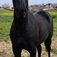 Puledra di Corsiero Neapolitano