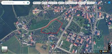 Oliveto a Coriano (RN)