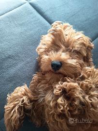 Cucciolo barboncino