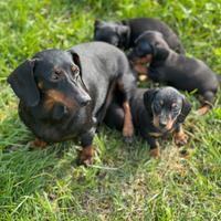 Cuccioli di Bassotto Nano