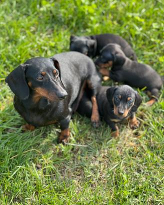 Cuccioli di Bassotto Nano