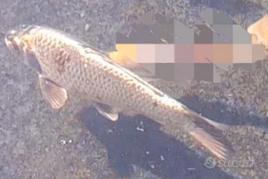 Carpa koi