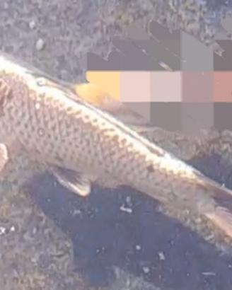 Carpa koi