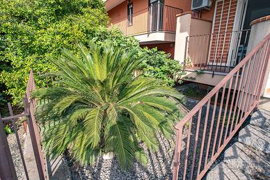 Appartamento indipendente - Giarre