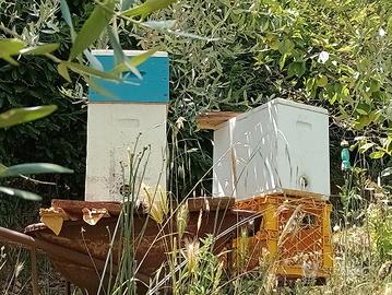 api sciami e famiglie di api