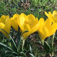 Bulbi Crochi gialli autunnali (sternbergia-lutea)