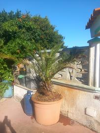Pianta da giardino