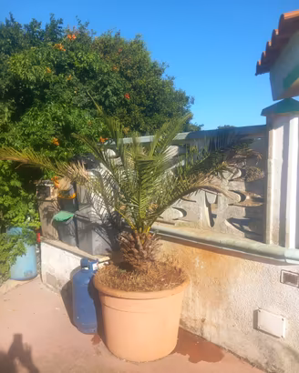 Pianta da giardino